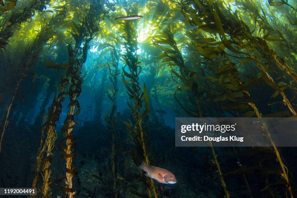 kelpsunburst2nov22-19 - kelp stockfoto's en -beelden