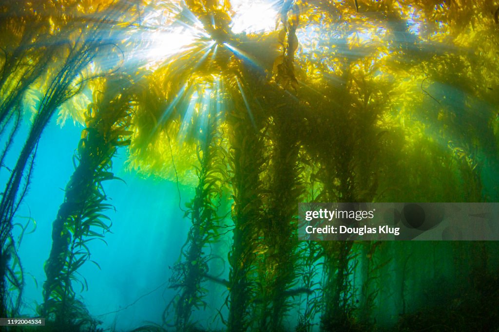 Kelpsunburst1Nov24-19