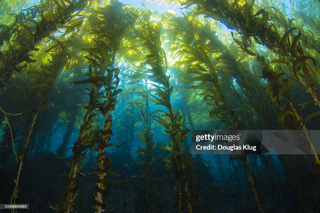 Kelpsunburst1Nov22-19