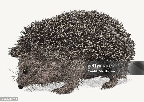 hedgehog - hedgehog stock illustrations