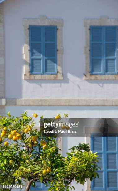 lemon tree in front of an old house wall with window shutters, larnaca , cyprus - lemon tree stockfoto's en -beelden