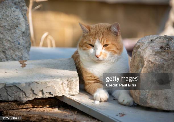 tabby cat with big green eyes sitting on a surrounding stone wall - cat green eyes stock pictures, royalty-free photos & images