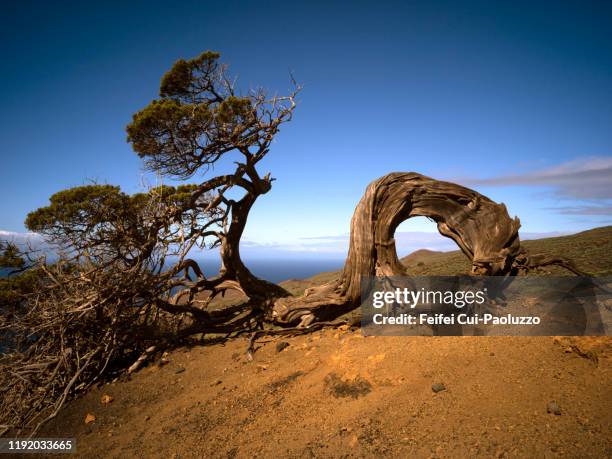 juniper tree at el sabinar, el hierro, spain - hierro fotografías e imágenes de stock