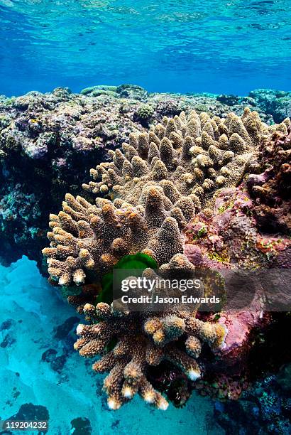 vava'u island group, pacific ocean, oceania, kingdom of tonga. - polynesie photos et images de collection