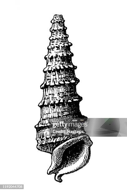 cerithium serratum is a genus of small to medium-sized sea snails extinct genus of fossil - tortoise shell stock illustrations