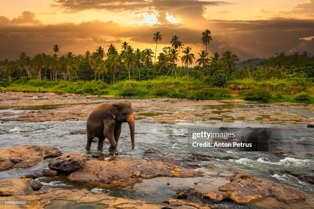 Elephant in the jungle river. Pinnawala Elephant Orphanage. Sri Lanka.