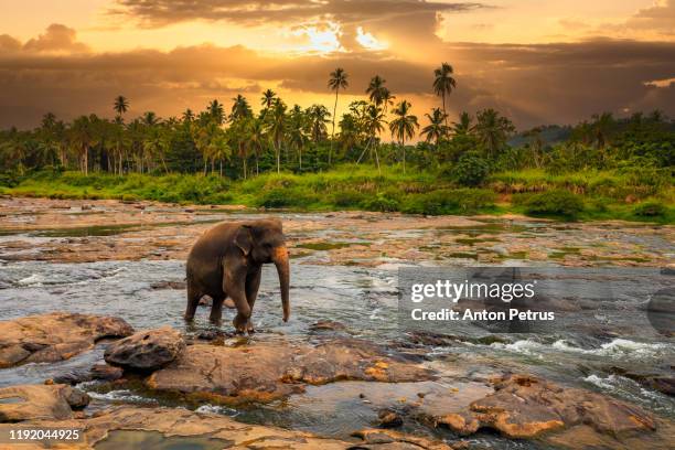 elephant in the jungle river. pinnawala elephant orphanage. sri lanka. - sri lanka elephant stock pictures, royalty-free photos & images