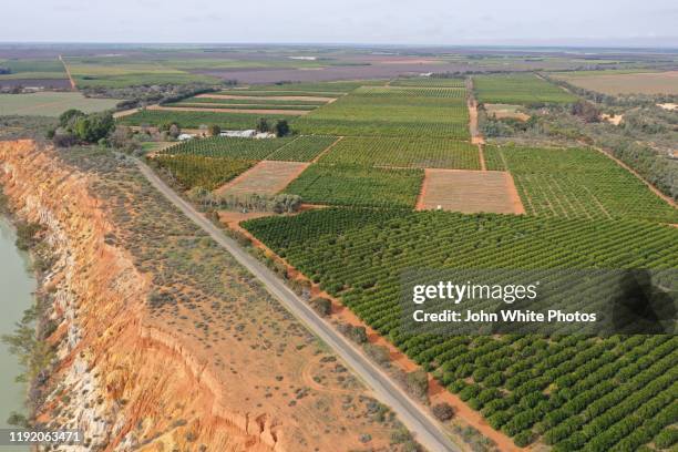 orange groves next to the murray river. renmark. south australia. australia. - murray river stock pictures, royalty-free photos & images