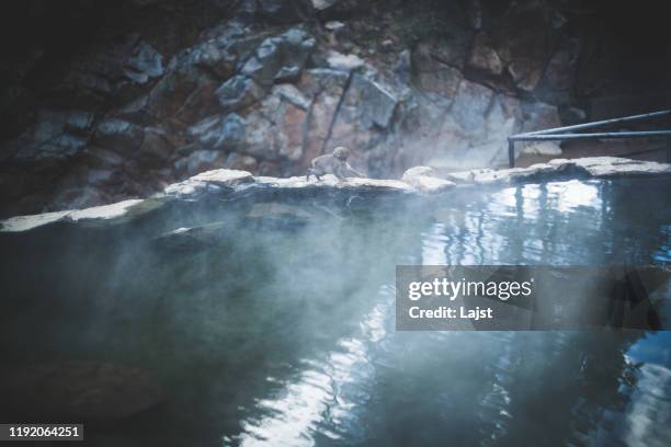 snow monkey in his natural habitat - hot spring stock pictures, royalty-free photos & images