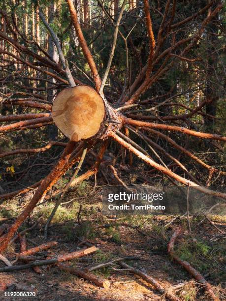 huge felled pine - tree cross section stock pictures, royalty-free photos & images