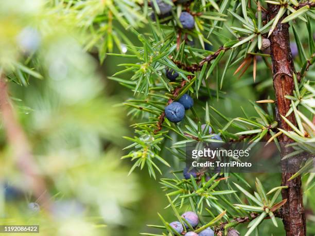 juniper with ripe blue berries - juniper tree stock-fotos und bilder