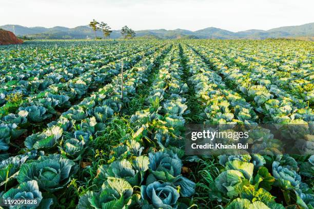 beauty vegetable garden with cabbage crop plant growing and green - col fotografías e imágenes de stock