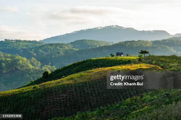 magic sunlight and beauty of the coffee farm and coffee crop plant at sunrise, this is mocha and arabica coffee plant kind - piantagione foto e immagini stock