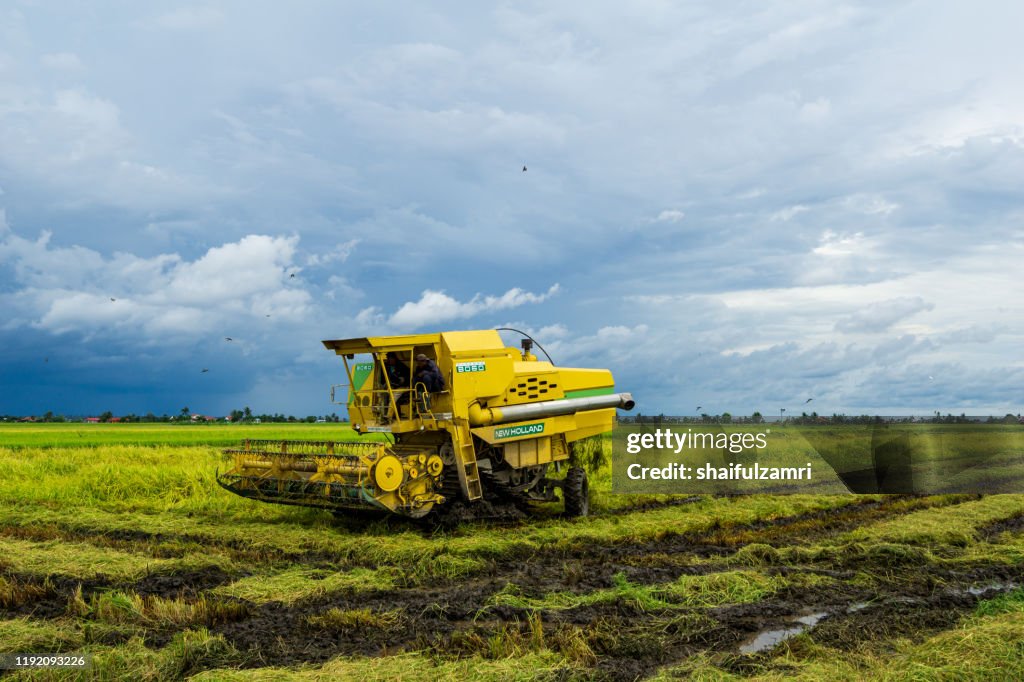 Farmer uses machine to harvest rice on paddy field at Sabak Bernam, Malaysia.