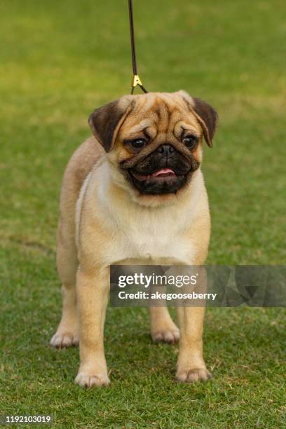 pug dog stud on the green field look very friendly - pug portrait stock pictures, royalty-free photos & images