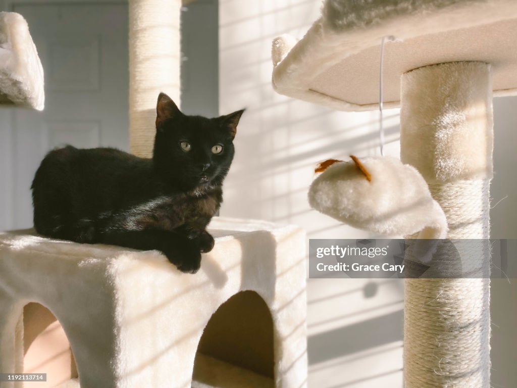 Black Kitten Hangs Out in Cat Condo