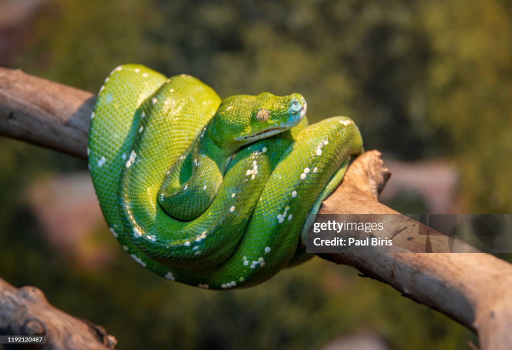 Green Tree Python Morelia Viridis On A Branch High-Res Stock Photo ...