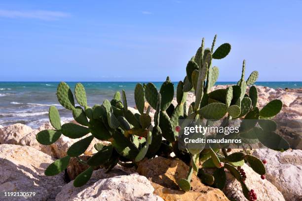 sciacca, sicily, italy - sciacca stock pictures, royalty-free photos & images