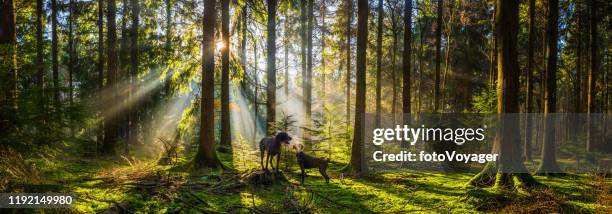 dogs deep in misty morning forest sun rays woods panorama - forest of dean stock pictures, royalty-free photos & images