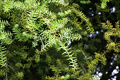 Podocarpus Totara Tree