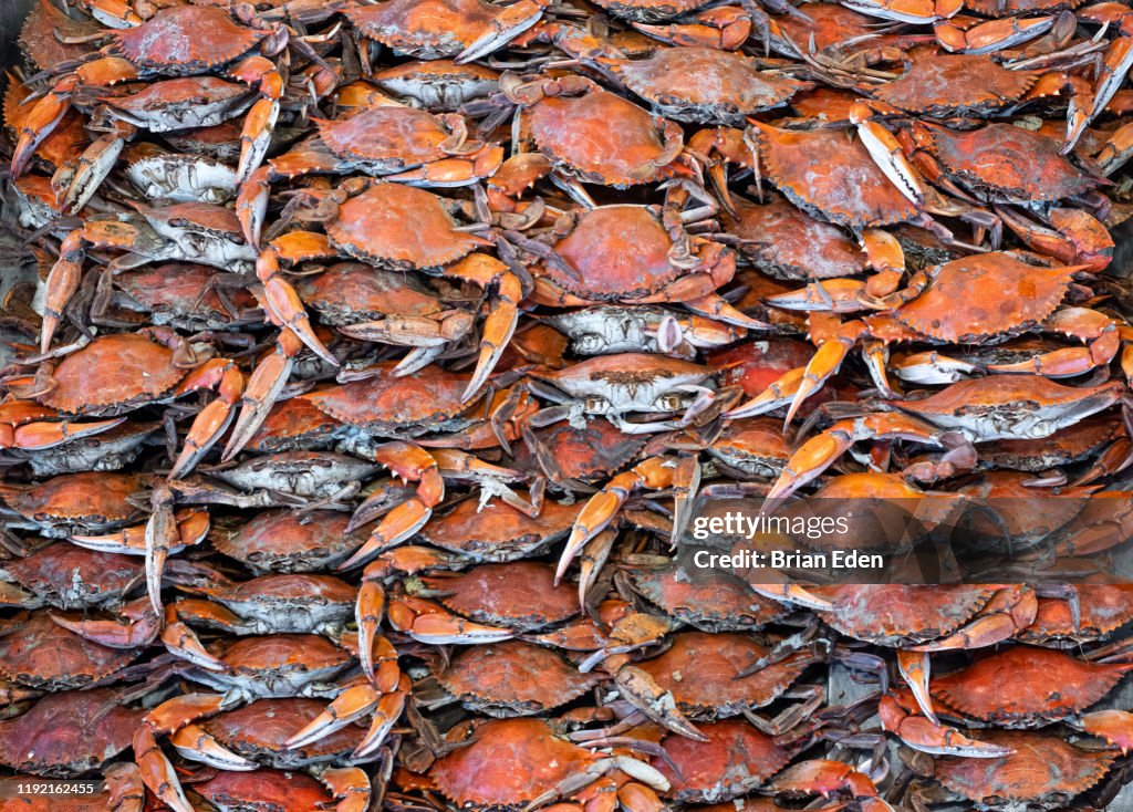 A Bushel Of Steamed Cooked Maryland Blue Crabs High-Res Stock Photo