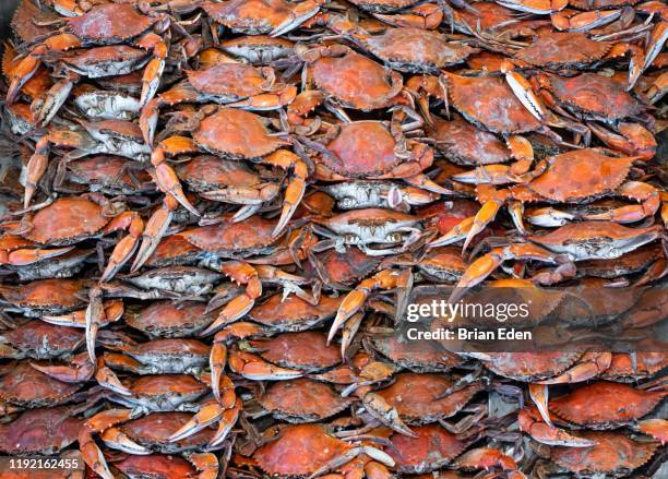 a bushel of steamed cooked maryland blue crabs - chesapeake bay stock pictures, royalty-free photos & images