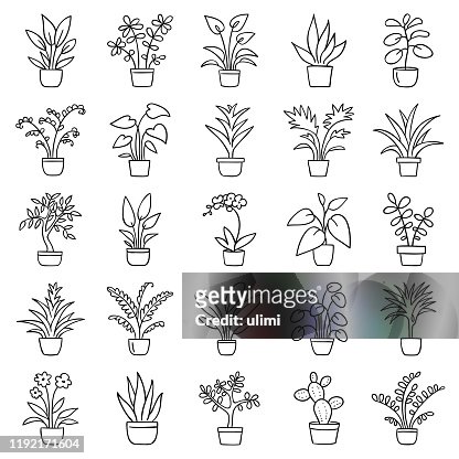 183,371 Potted Plant High Res - Getty Images