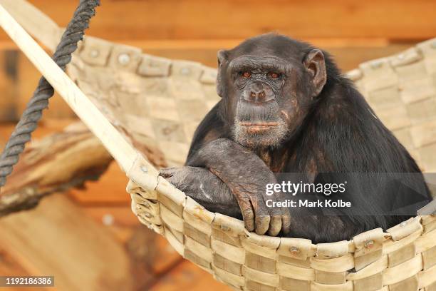 Chimpanzee looks out from an enclosure after the official opening ceremony of Sydney Zoo on December 06, 2019 in Sydney, Australia. Sydney Zoo,...