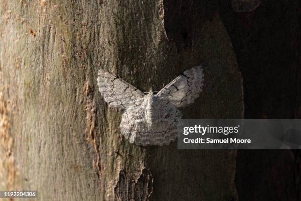 white moth - tyria moore stock pictures, royalty-free photos & images