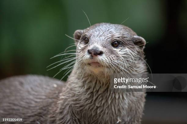 otter - european otter stock pictures, royalty-free photos & images