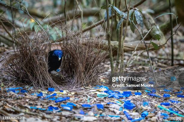 satin bowerbird - bowerbird bildbanksfoton och bilder