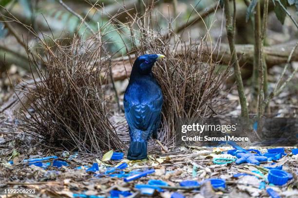 satin bowerbird - satin bowerbird stock pictures, royalty-free photos & images