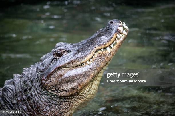 aligator - crocodile fotografías e imágenes de stock