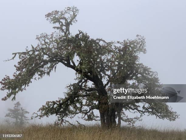 Eugene Oregon Fall Photos and Premium High Res Pictures - Getty Images