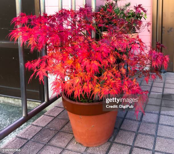 potted inaba shidare typical ornametal japanese maple - japanese maple stock pictures, royalty-free photos & images