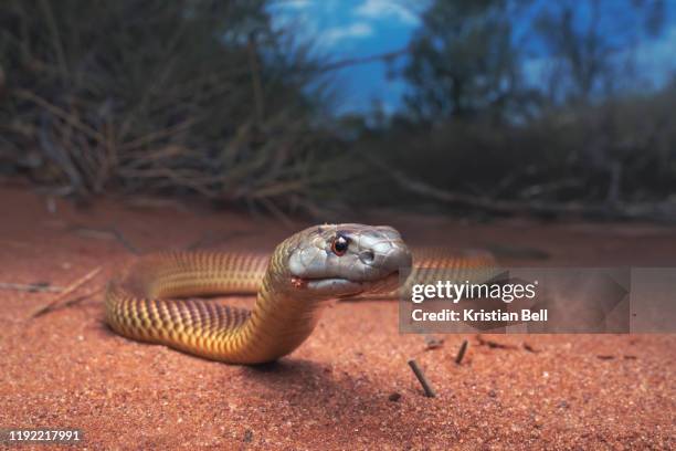 juvenile king brown/mulga snake (pseudechis australis) near spinifex vegetation - snake stockfoto's en -beelden