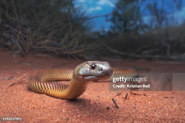 juvenile king brown/mulga snake (pseudechis australis) near spinifex vegetation - slang stockfoto's en -beelden