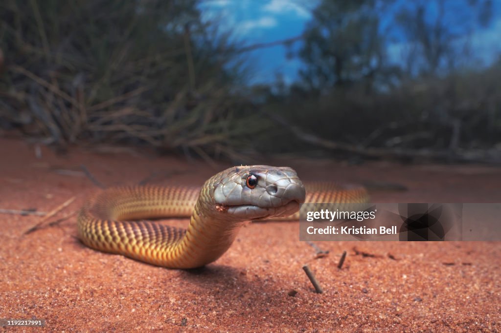 Juvenile king brown/mulga snake (Pseudechis australis) near spinifex vegetation