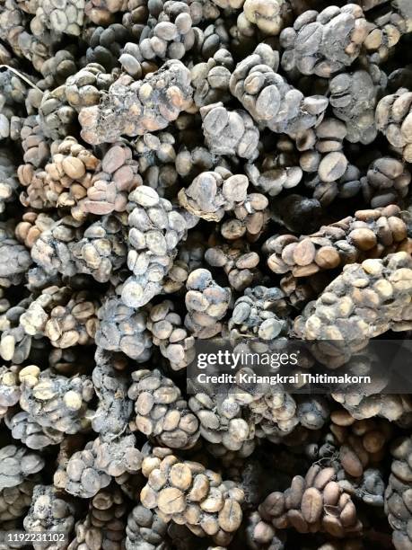 coffee beans from asian palm civet. - palm civet stock pictures, royalty-free photos & images