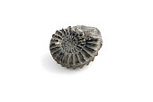 Fossil of an ammonite at isolated white background