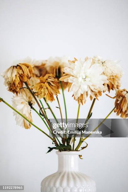 white flower in vase, dying - fiori appassiti foto e immagini stock