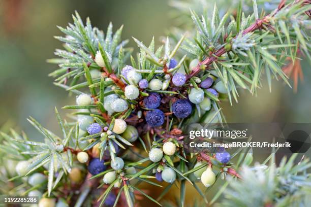 common juniper (juniperus communis) with tyre and unripe berry-shaped cones, north rhine-westphalia, germany - jeneverbes conifeer stockfoto's en -beelden
