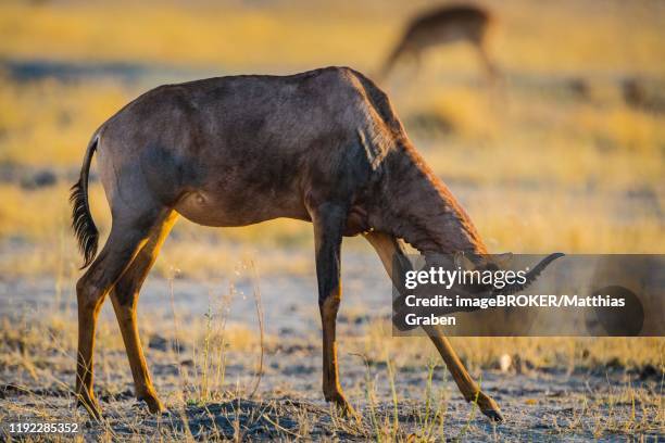 sassaby (damaliscus lunatus), adult, moremi wildlife reserve, ngamiland, botswana - hartebeest botswana stockfoto's en -beelden