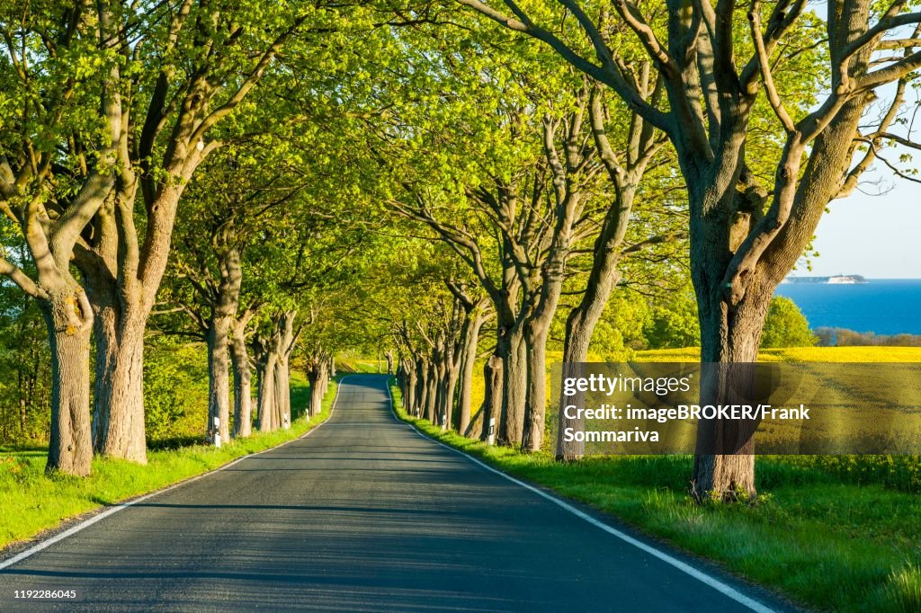 Avenue with maple trees, rear right Cape Arkona, Ruegen, Mecklenburg-Western Pomerania, Germany