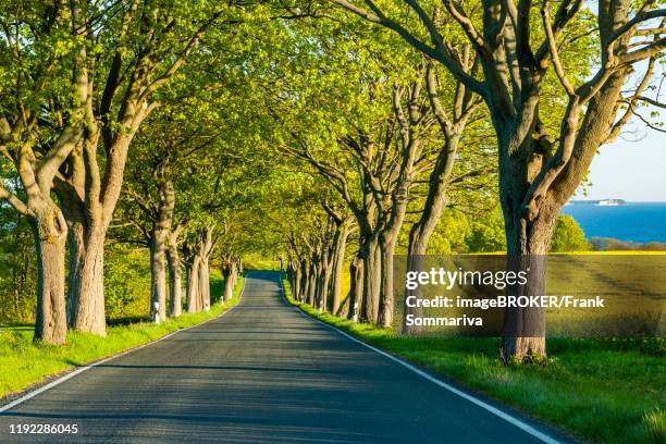 avenue with maple trees, rear right cape arkona, ruegen, mecklenburg-western pomerania, germany - boulevard stock-fotos und bilder