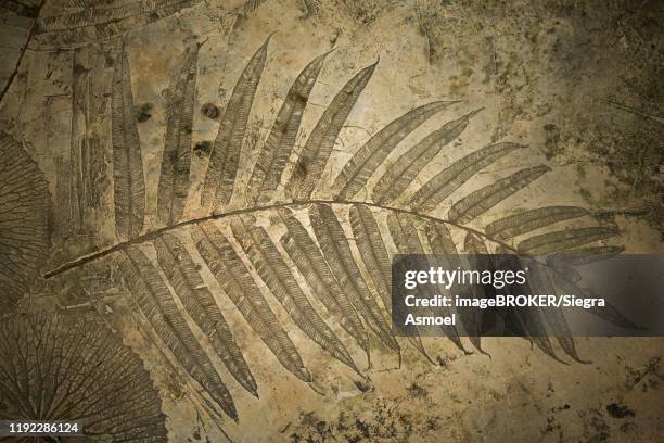 floor with impression of a fern, mae hong son, thailand - fern fossil stock pictures, royalty-free photos & images