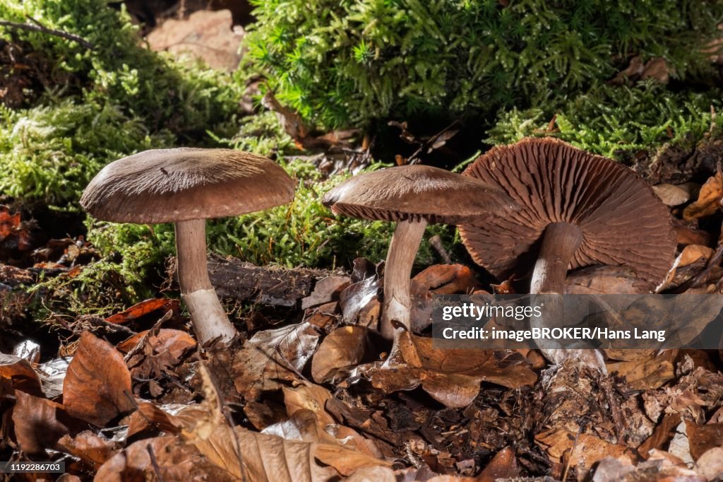 Earthy Webcap mushroom (Cortinarius hinnuleus) in leaves, Baden-Wuerttemberg, Germany
