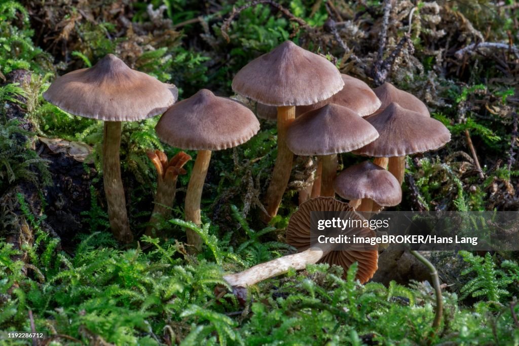 Telamonia (Telamonia), mushroom group in the moss, Baden-Wuerttemberg, Germany