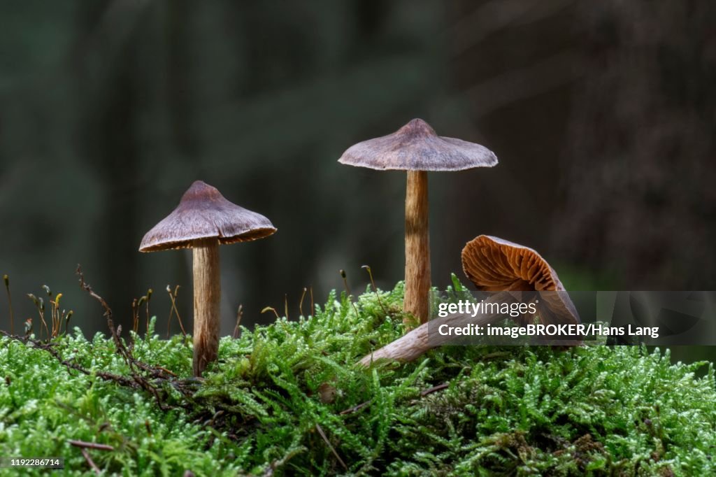 Telamonia (Telamonia), mushroom group in the moss, Baden-Wuerttemberg, Germany