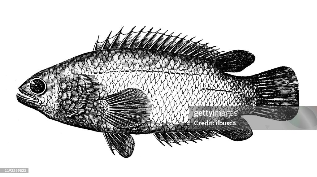 Illustrazione dell'incisione di animali marini antichi: Anabas dei serbatoi secchi, persico rampicante
